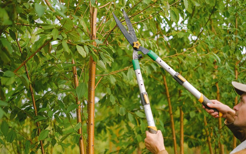 Tree trimming crew working in Utah