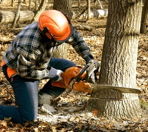 Arborist assessing tree health in Utah